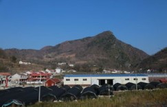 香菇产业如何助力米粮镇村民踏上致富之路？