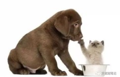 如何通过喂养猫狗开启副业之路？你准备好了吗？