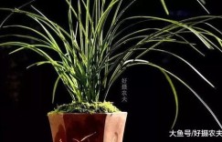 观音竹干眼病如何防治？种植观音竹的正确方法你知道吗？