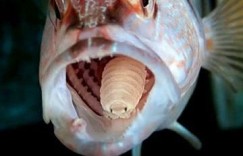 养虫子喂鱼真的能赚钱吗？实测效果大揭秘！
