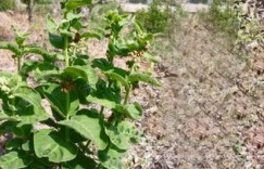 农村大姐靠卖哪种草药实现了致富梦想？