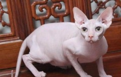 悬赏猫任务完成却无报酬，为何任务发布无人问津？