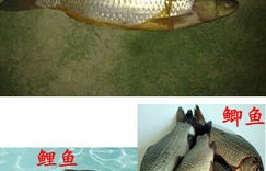养草鱼和鲤鱼真的能赚钱吗？经济效益如何？