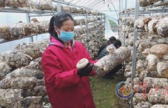 农村扶贫项目种香菇，真的能带来可观收益吗？