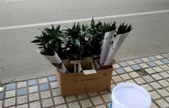 农村赶集卖花真的能赚钱吗？市场前景如何？