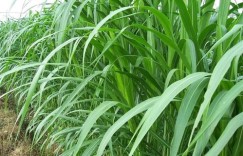 冬季养殖哪种牧草能带来高收益？