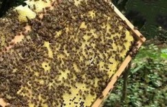 冬季养蜂何处最盈利？探寻蜜蜂养殖的高效赚钱地点