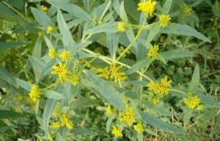 东北种植哪种植物收益最高？专家解析热门作物盈利排行