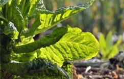 冬季种植哪些经济作物能带来高收益？