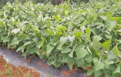 冬季种植哪种中草药能带来最高收益？