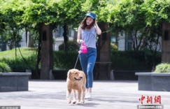 昆明遛狗也能月入过万？真相让人意想不到！