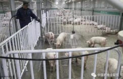 与国外企业合作养猪，能否实现盈利增收？