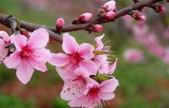 桃花盛开背后，如何巧妙转化为经济收益？
