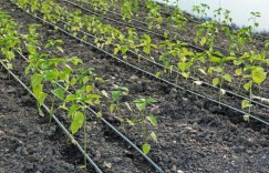 田里种植哪种蔬菜最具经济效益？如何选择高收益作物？
