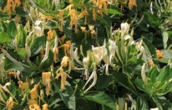 农村妹子种植哪种植物最赚钱？