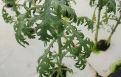四月种植哪些蔬菜最具盈利潜力？