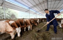 哪种草喂养牛最有利于提高经济效益？