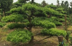 松树种植真的能带来可观收益吗？你了解其中的盈利模式吗？