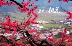 桃花盛开，如何从中掘金盈利？