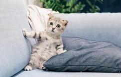 养猫繁殖盈利是否违背佛教教义？探讨佛学与宠物经济的冲突