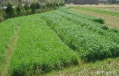 种植牧草能否带来可观收益？真的值得投资吗？