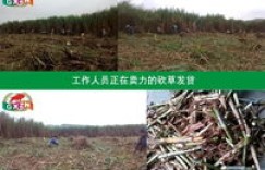 在贵州种植哪种牧草最能带来经济效益？