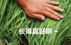 天山雪莲真的能赚钱吗？这款游戏背后隐藏着什么商机？