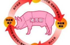 猪肉降价时，如何快速把握商机实现盈利？