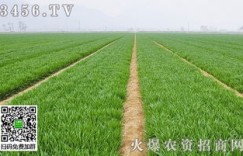 如何在两亩水田中养殖实现高效盈利？选择哪种作物最划算？