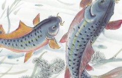 如何助力锦鲤附体，开启好运连连之门？