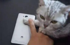 许愿猫手机赚钱平台真的值得信赖吗？它的可靠性有多少？