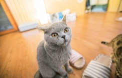 莆田猫咖兼职靠谱吗？体验后告诉你真实情况！