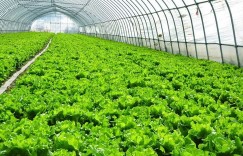 农村老奶奶种植哪些蔬菜能带来可观收入？