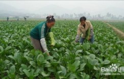 种玉米还是土豆更赚钱？农业种植收益对比分析