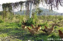 养鸭与养鸡哪个更盈利？农村创业选择难题解析