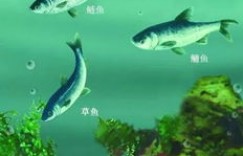 在众多水产养殖选择中，哪种鱼类最具盈利潜力？
