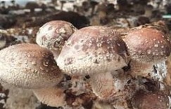 在宿舍种植食用菌，真的能实现盈利吗？