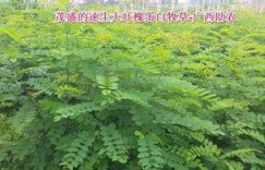 种植牧草究竟能否带来可观收益？经济效益分析探讨