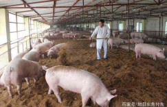 养猪真的能赚钱吗？揭开养猪业的盈利真相