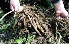 农村小菜地种植哪种作物最能盈利？