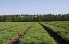 苗圃经营真的能盈利吗？如何实现高效赚钱？