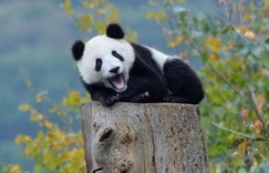 熊猫作为国宝，究竟能否为国家带来经济效益？