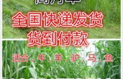 如何通过种植牧草实现盈利？实用方法视频详解