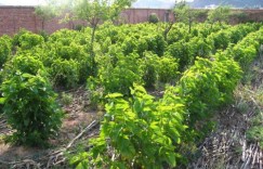 在广西柳州，种植哪种树木最具经济效益？