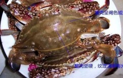 深海海鲜自助团购，哪个平台能让味蕾畅游海洋？