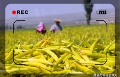 农村种植什么项目最赚钱？当前热门作物推荐分析